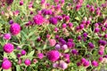 AMARANTH or BachelorÃ¢â¬â¢s button, Button agaga, Everlasting, Gomphrena, Globe amaranth, Pearly Everlasting Royalty Free Stock Photo